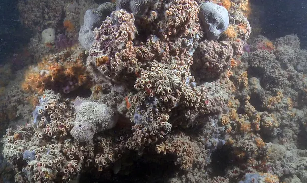 В Италии обнаружили уникальный в своем роде коралловый риф: ученые поражены находкой 
