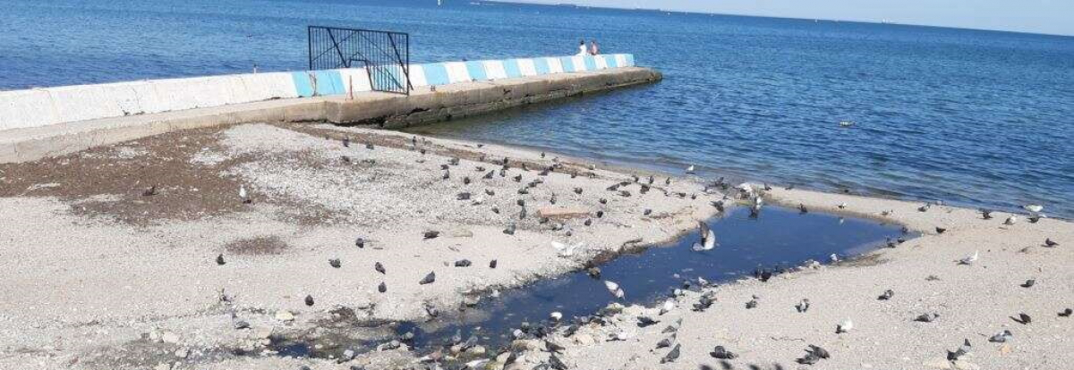 Пляж в центре Феодосии страдает от нечистот: канализация стекает прямо в море