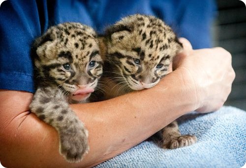 В Москве поймали двух леопардов, выпрыгнувших из окна