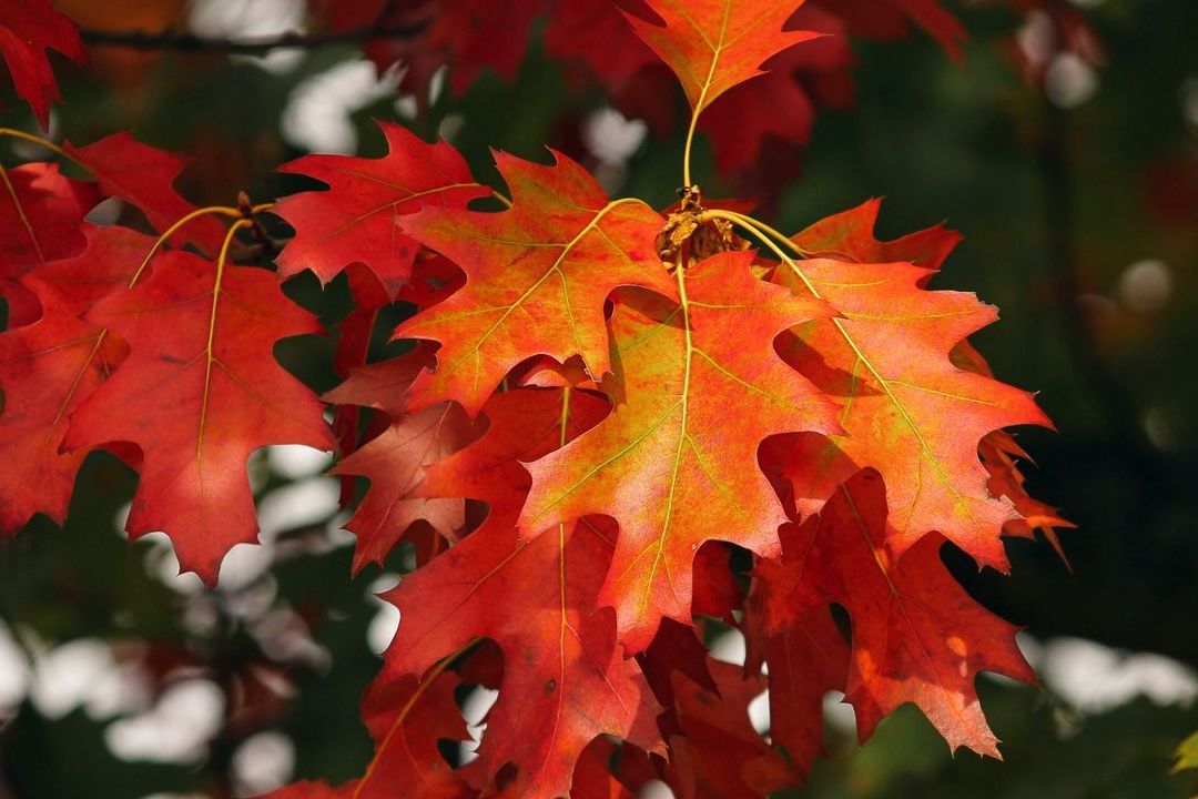 Украина между дождем и теплом: каким будет последний день октября