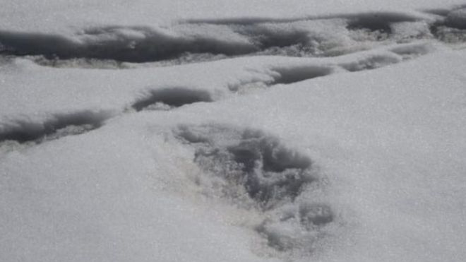 Индийская армия показала "следы йети": экспедиция обнаружила отпечатки снежного человека