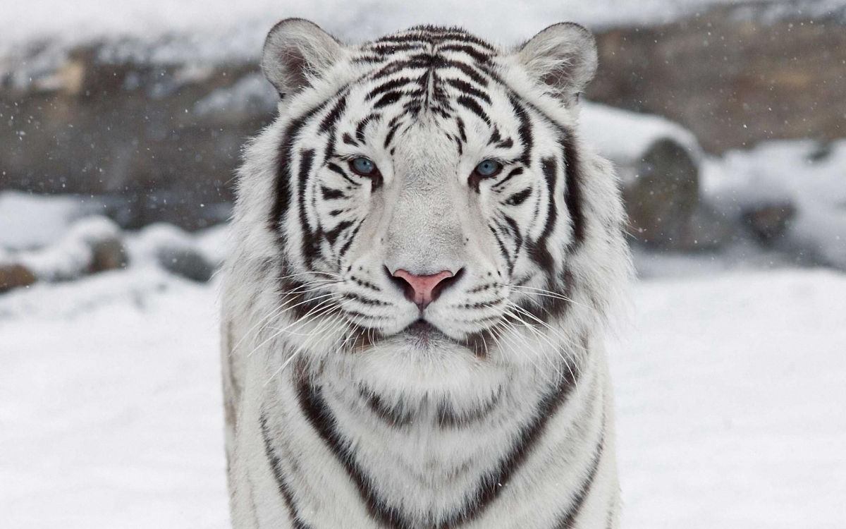 Успех в делах, личной жизни и не только: кто получит желаемое в год Черного Тигра