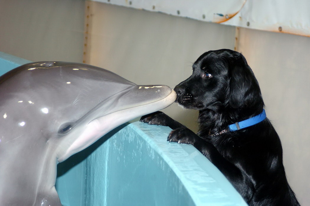 Кто умнее - дельфин или собака?