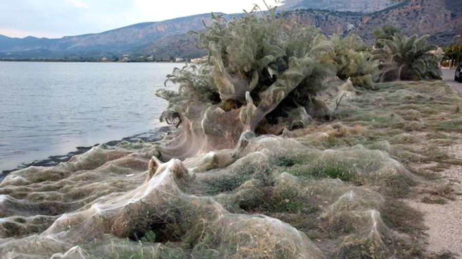 Берега Греции покрылись паутиной: кадры нашествия поразительных существ потрясли Интернет 