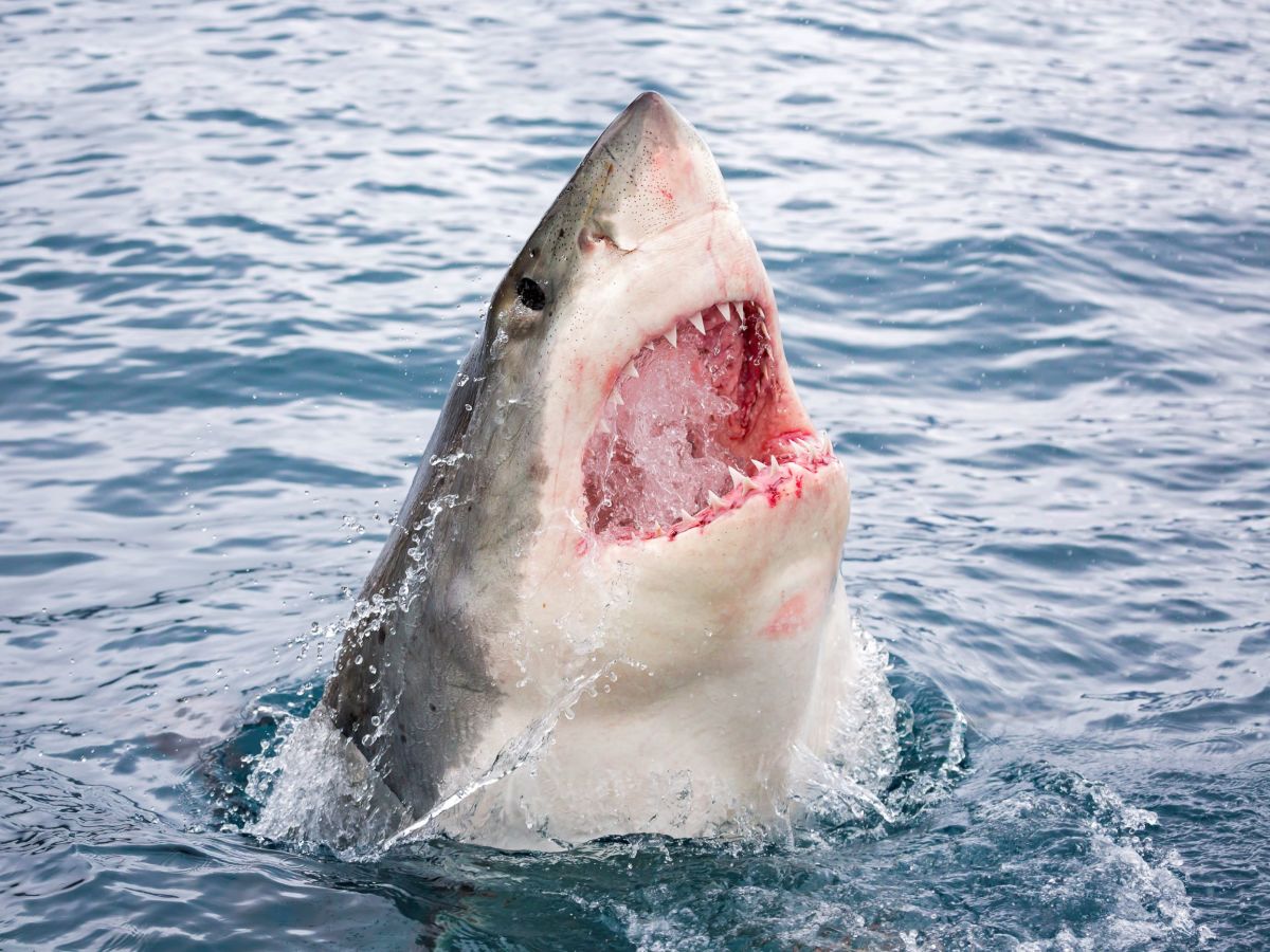 В Австралии гигантская белая акула напала на серфера, кадры 