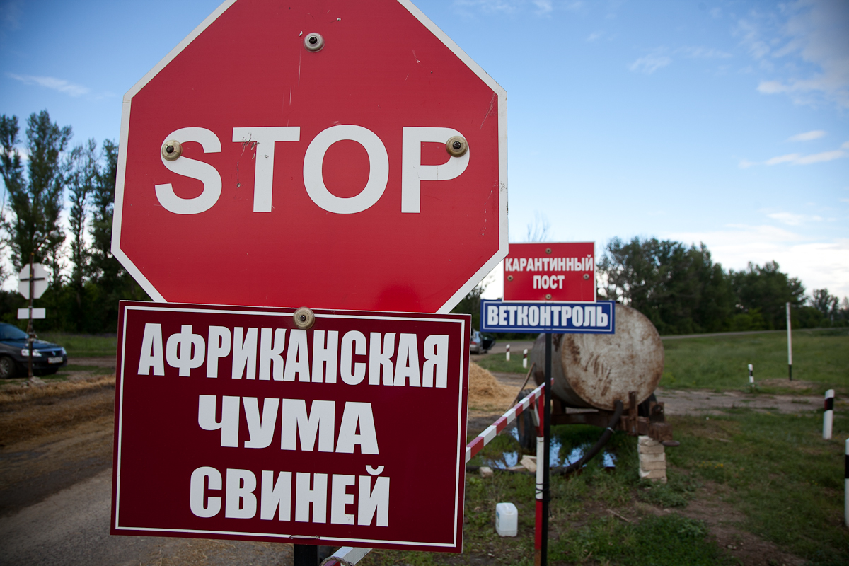 Официально: Аксенов ввел в Крыму режим чрезвычайной ситуации из-за вспышки африканской чумы