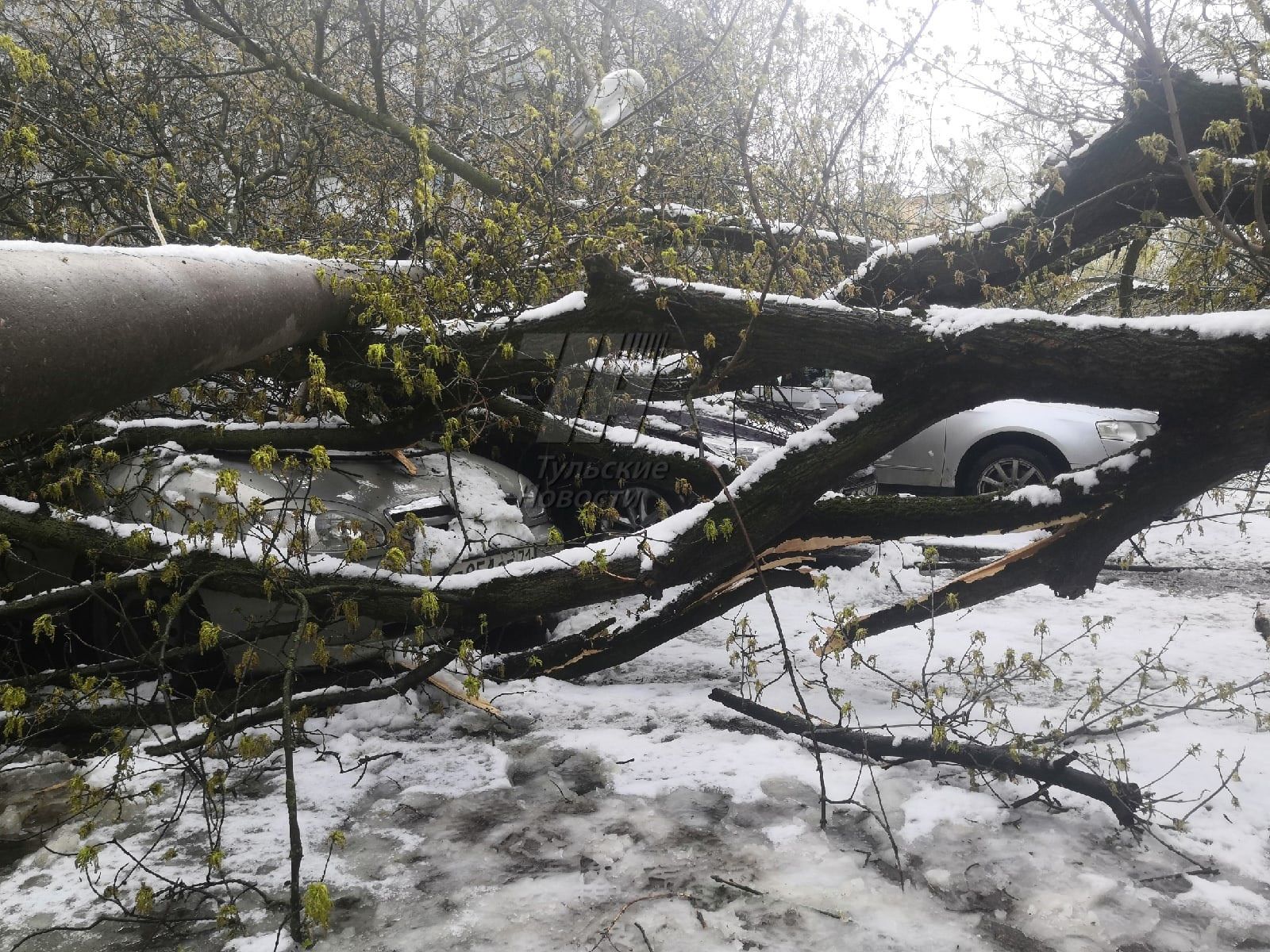 В Киеве во время урагана дерево рухнуло на машину – погиб человек