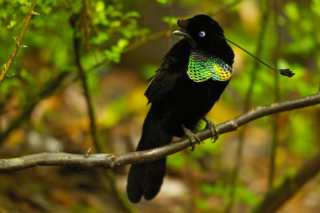 Пернатая экзотика: американские орнитологи обнаружили новые виды чудной райской птицы – кадры
