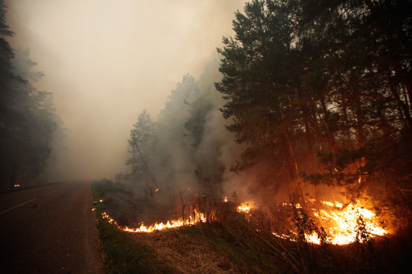 Greenpeace: Требуем, чтобы Путин остановил лесные пожары и защитил Байкал