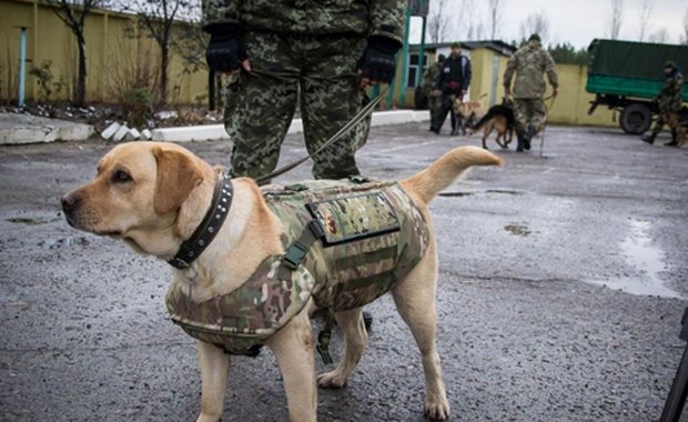 Служебных собак в зоне АТО на Луганщине одели в бронежилеты