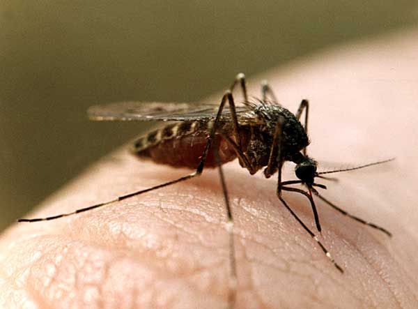 ​Ученые выяснили, что больше всего привлекает комаров