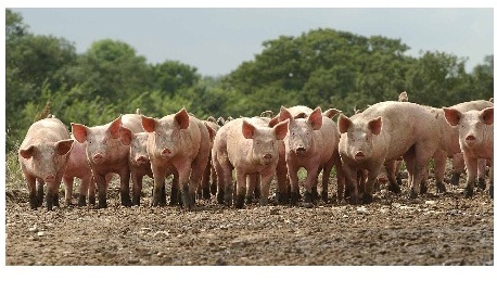 В Луганской области власти "независимой республики" отжали у фермера несколько сотен свиней 