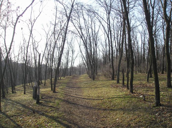 Трагедия в Житомирской области: изувеченное взрывом тело пропавшего полицейского найдено в лесополосе