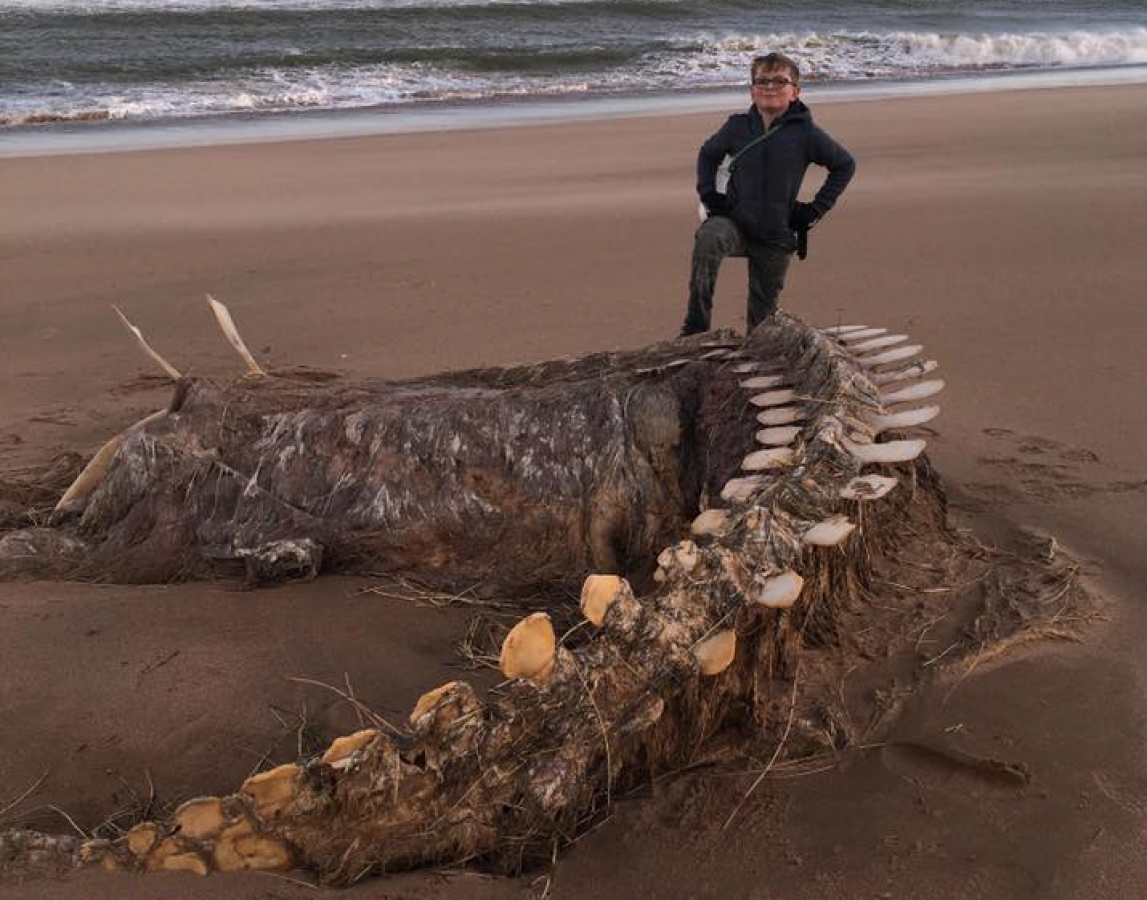 Тайна Несси может быть раскрыта: В Шотландии нашли гигантский скелет неизвестного существа