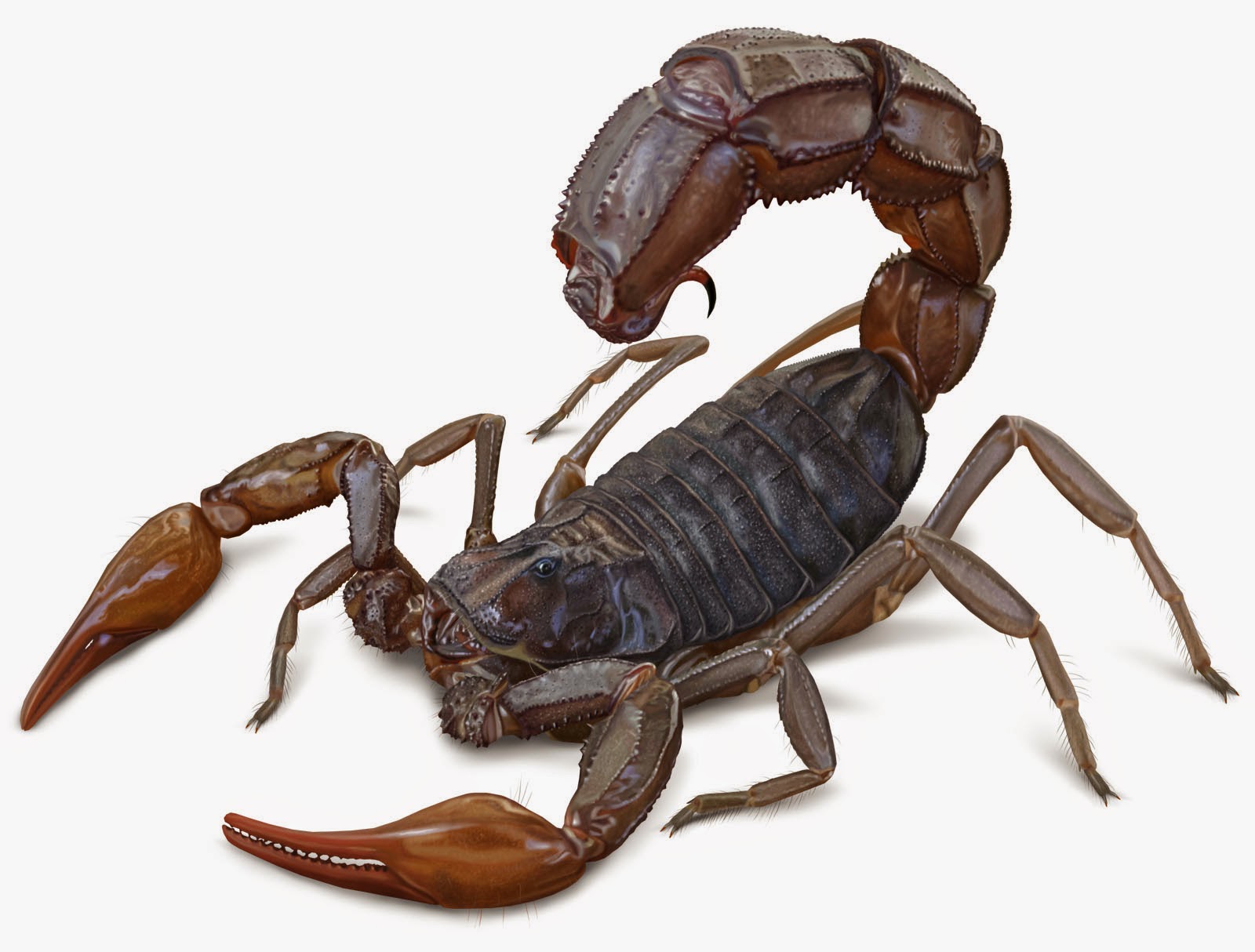 В США нашли удивительную находку: скорпион размером с человека
