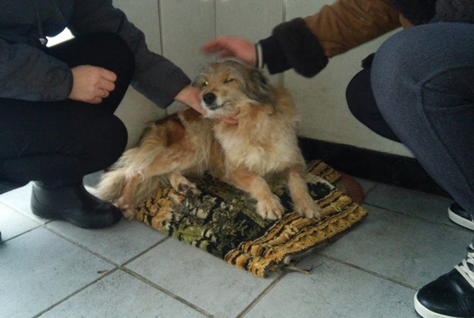 Кадры, от которых слезы на глазах: на проходной завода в Харькове собака Джуля с 2014 года ждет ушедшего воевать на Донбасс хозяина