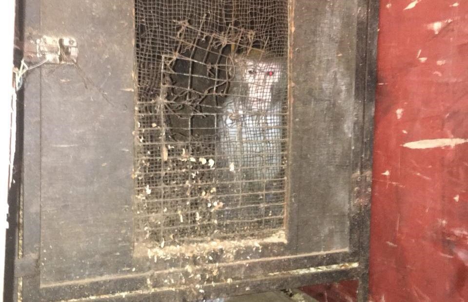 К Захарченко не пустили целый мини-зоопарк: пограничники показали, кого в клетках пыталась провезти жительница оккупированного Донецка, - кадры
