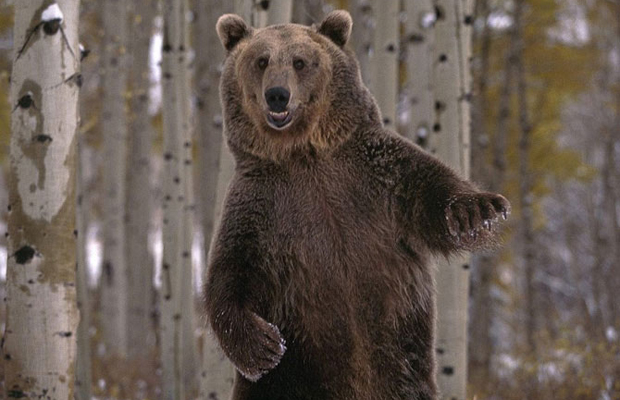 В США 700-килограммовый медведь подружился с мужчиной: умиляющие кадры