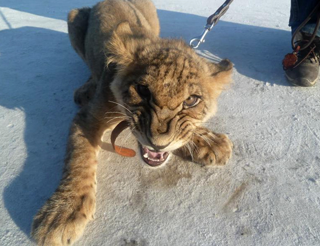 Мальчик чудом уцелел после нападения молодого льва во Владимире: зверь исполосовал одежду ребенка