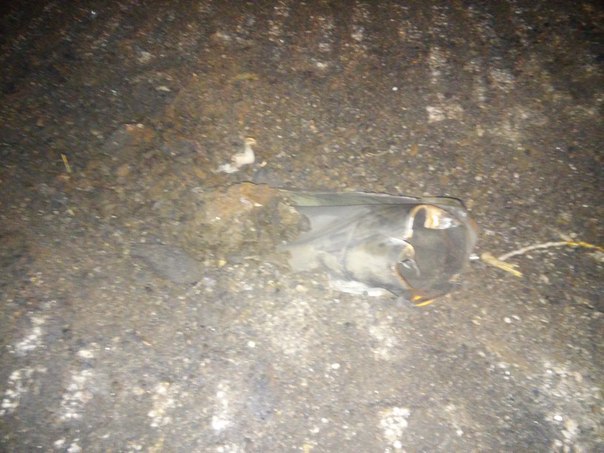 ​ДНР: в Авдеевке снаряды разорвались во дворе малосемейки. Пострадали мирные жители