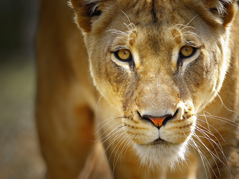 В Твери ищут львицу, сбежавшую из частного зоопарка