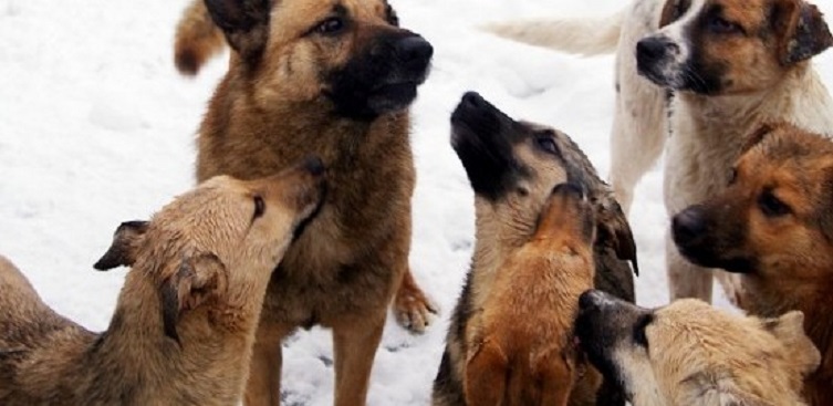 В Херсонской области повторилась трагедия с бойцом АТО под Киевом: стая собак разорвала мужчину на куски, на теле погибшего не было живого места