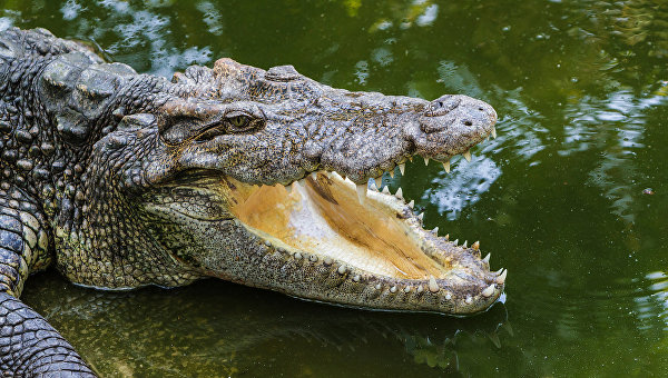 В Орландо вторые сутки ищут 2-летнего мальчика, которого на глазах у родителей утащил под воду огромный крокодил