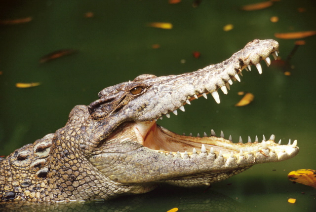 Страшный инцидент в Индонезии: местного шамана крокодил в мгновенье ока утащил под воду во время проведения обряда заклинания - очевидцы успели заснять ужасные кадры