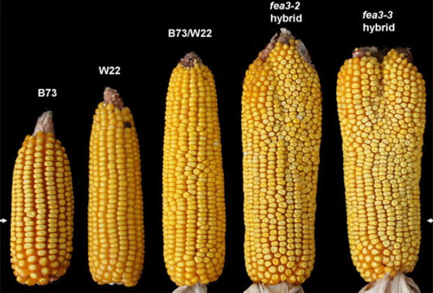 США победят голод при помощи двухголовой кукурузы-мутанта