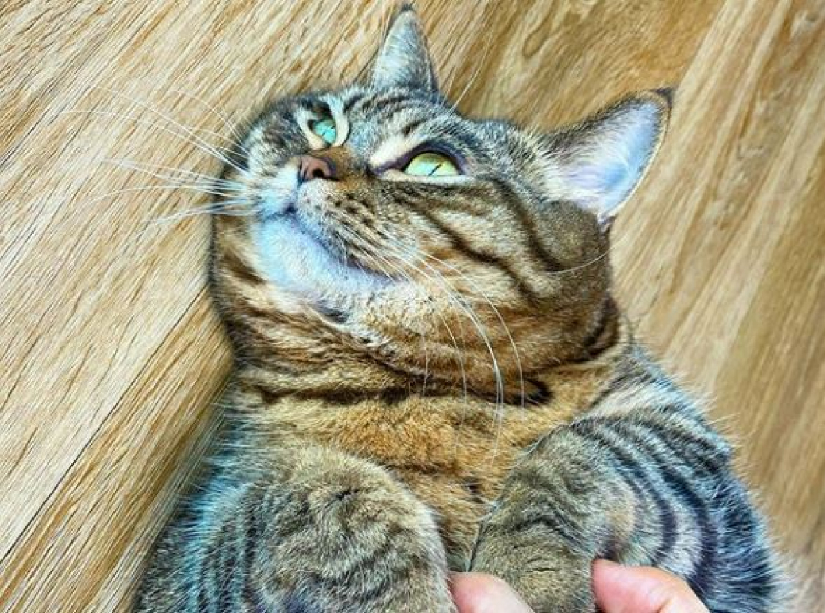 Толстый кот Манго из Японии - герой Интернета: одно его фото легко собирает десятки тысяч лайков