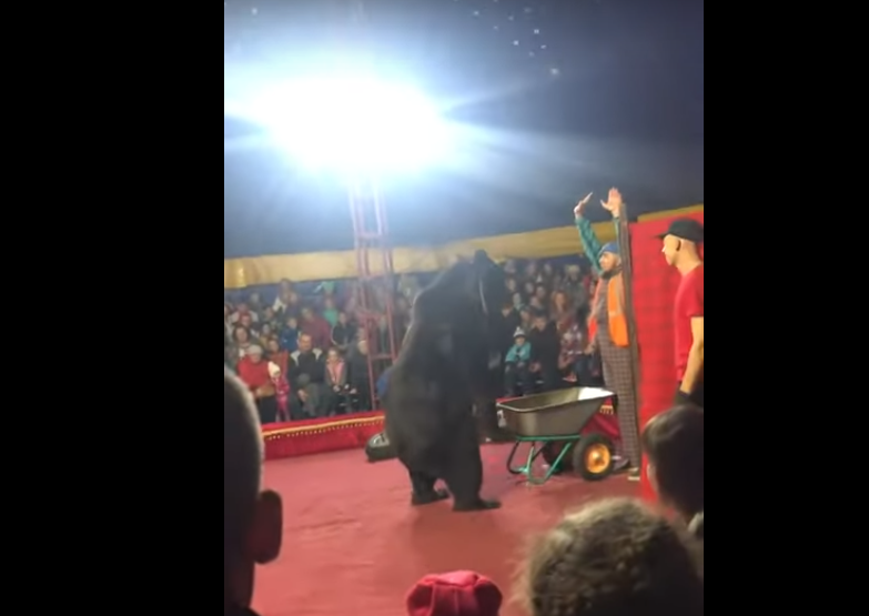 Нападение циркового медведя на дрессировщика попало на видео
