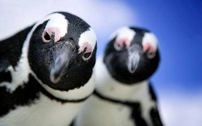 Ученые: на земле обитали гигантские пингвины