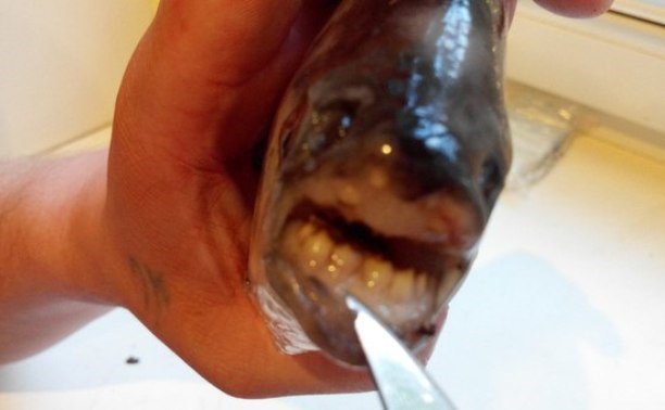В пруду в Туле выловили родственницу пираньи с "человеческими" зубами 