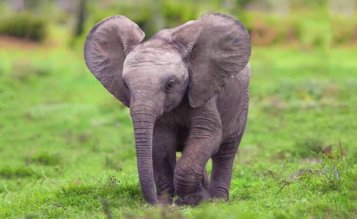 Героическое спасение попавшего в беду слоненка в Индии попало на видео