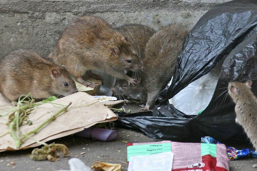 ​Луганск заполонили крысы при российской оккупации: "Вот мы и вернулись в Средневековье"
