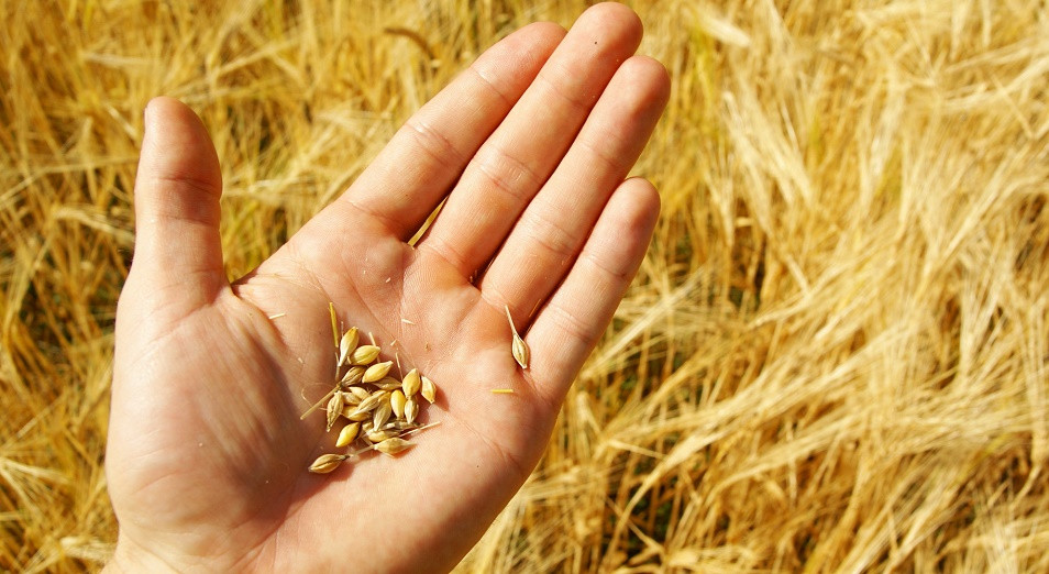 Турецкое правительство приняло решение о прекращении закупок пшеницы в России ввиду ее низкого качества