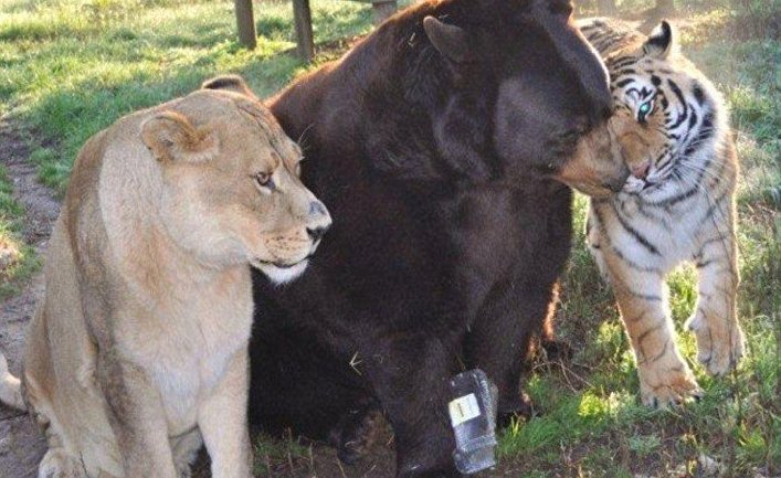 Крепкая любовь: лев, тигр и медведь 15 лет вместе живут в американском приюте для животных