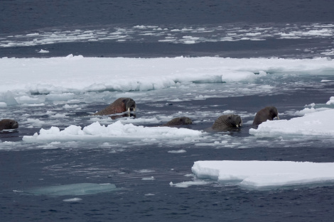 В Арктике моржи атаковали Северный флот РФ и утопили десантный катер
