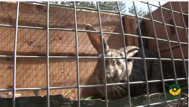 Кролик Сеня на передовой: опубликовано умилительное видео из района проведения АТО