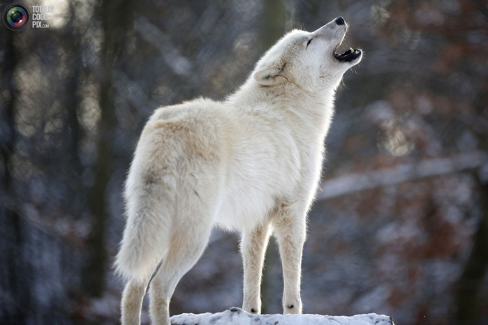 Тайна серого хозяина лесостепи: волк как символ свободы