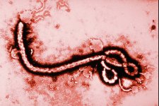 ООН: распространение лихорадки Эбола локализуют к августу 2015 года 
