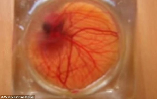 Ученые показали, как развивается эмбрион, создав специальную прозрачную скорлупу из силикона