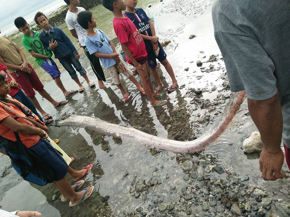 На Филиппинах рыбаки обнаружили на берегу "предвестника страшных землетрясений": огромный сельдяной король выбросился на берег