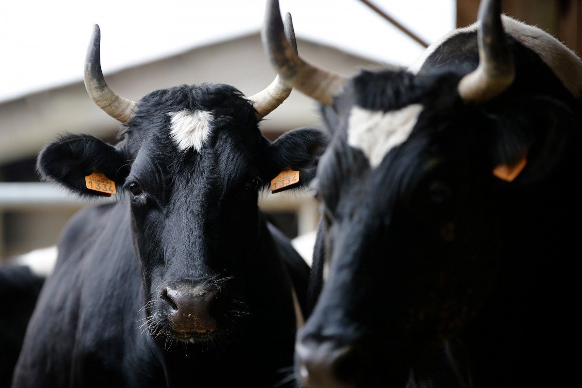 ​В России ДПС оштрафовали коров на 6 трехлитровых банок молока за переход трассы в неположенном месте