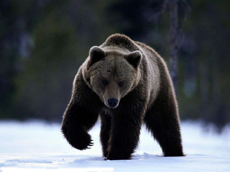 Бурые медведи вернулись в чернобыльскую зону после длительного отсутствия
