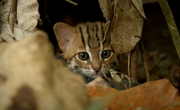 Всего 45 сантиметров: в Сети набирает популярность ролик с самой маленькой "ржавой" кошкой в мире - кадры