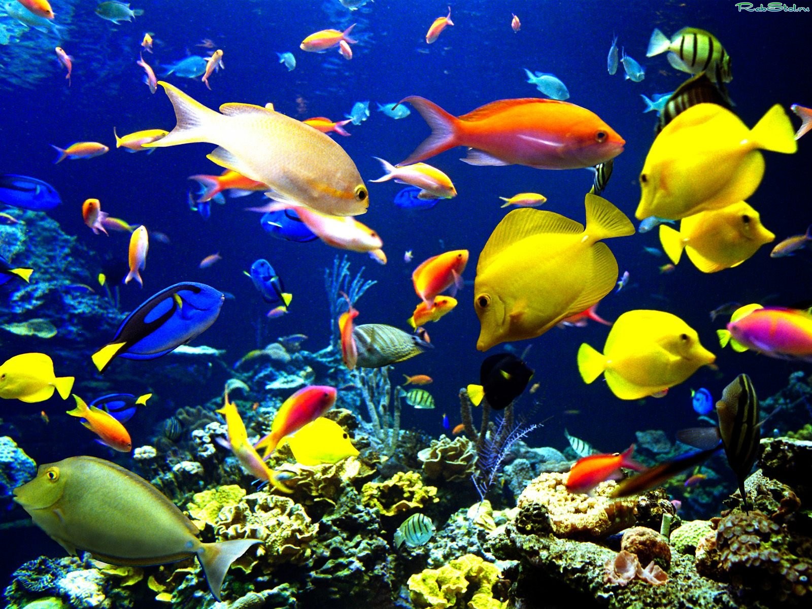 Ученые доказали у рыб наличие сознания: обитатели морей могут чувствовать и осознавать себя 