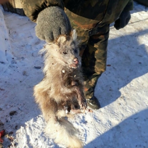Чупакабра найдена в Амурской области: местные жители и охотники разводят руками