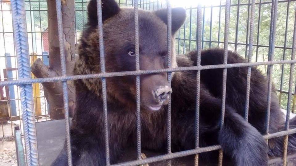 Медведь схватил девушку и потащил в клетку на базе отдыха на Прикарпатье - подробности трагедии и фото