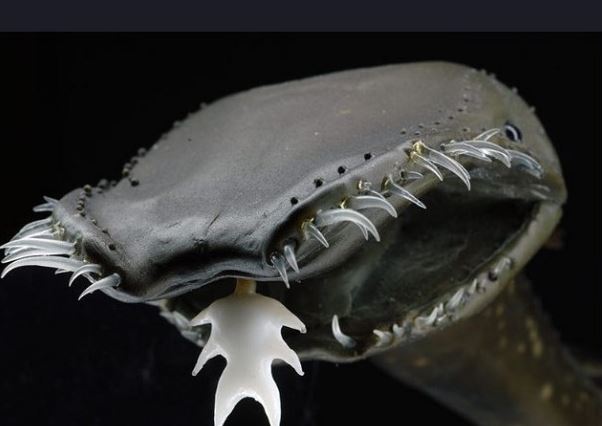 "Шпионы" звезды смерти Нибиру на дне океана: в Сети показали впечатляющие фото невероятных существ